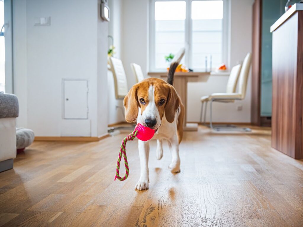 Dog On Wooden Floor